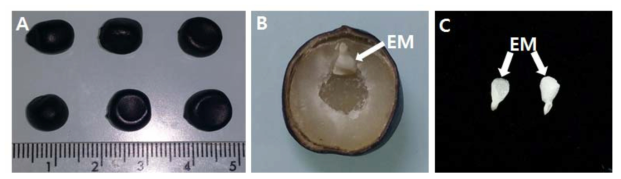 모란종자의 특성. A : 종자 외형, B : 종자의 횡단면 (EM : 배), C : 종자로부터 분리된 배