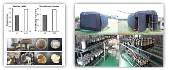 무바이러스 우수 표고버섯의 품질향상 효과와 표고버섯 재배온실