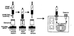 Extraction process by SPME and desorption system for GC analysis (Kataoka et al., 2000).