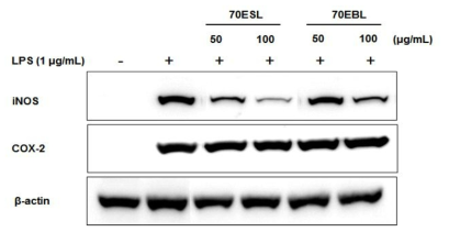Effect of 70EBL and 70ESL on LPS-induced proinflammatory enzymes of iNOS and COX-2 in RAW264.7 cells. The total lysates of the proteins were subjected to Western blot analysis, as described in Materials and Methods.