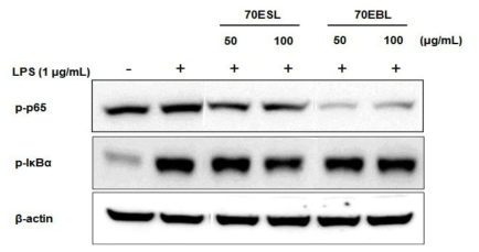 Effects of 70EBL and 70ESL on LPS induced phosphorylation of NF-κB/IκBα in RAW264.7 cells.The total lysates of the proteins were subjected to Western blot analysis, as described under Materials and Methods. Cells were pretreated with samples at the indicated concentrations for 3 h and then exposed to LPS (1μg/ml) for 2 h. The ratio of immunointensity between NF-κB/IκBα and β-actin was calculated.