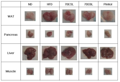 Representative photographs of WAT, pancreas, liver, and muscle from each group.