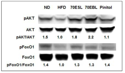 Effects of 70ESL and 70EBL on protein expression of Akt, FoxO1, and their phosphorylated forms in pancreas. The intestine tissue of each group was pooled and used for protein extraction, simultaneously. Tissue lysates were prepared and subjected to Western blotting using their specific antibodies.
