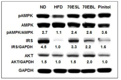 Effects of 70ESL and 70EBL on protein expression of AMPK and its phosphorylated forms, IRS1,and AKT in liver. The liver tissue of each group was pooled and used for protein extraction, simultaneously. Tissue lysates were prepared and subjected to Western blotting using their specific antibodies.