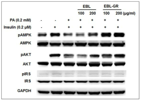 Effects of EBL on PA (palmitic acid) induced insulin resistance in HepG2 cells. Cells were grown inculture media with 0.2 mM PA and compounds for 24 h. And then induced by 0.2 μM insulin for 20 min. The protein expressions were detected by Western blot analysis. Cell lysates were prepared and subjected to Western blotting using their specific antibodies.