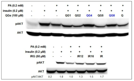 PA (palmitate) induced insulin resistance in HepG2 cells. Cells were grown in culture media with0.2 mM PA and compounds for 24 h. And then induced by 0.2 μM insulin for 20 min. The protein expression were detected by Western blot analysis. Cell lysates were prepared and subjected to Western blotting using specific antibodies.