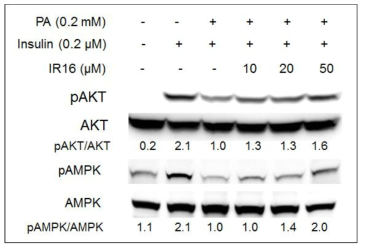 Effects of IR12 and IR16 on PA (palmitate) induced insulin resistance in HepG2 cells. Cells weregrown in culture media with 0.2 mM PA and compounds for 24 h. And then induced by 0.2 μM insulin for 20 min. The protein expressions were detected by Western blot analysis. Cell lysates were prepared and subjected to Western blotting using their specific antibodies.