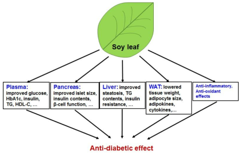 콩잎의 혈액 및 각 조직에서의 항당뇨 작용기전.