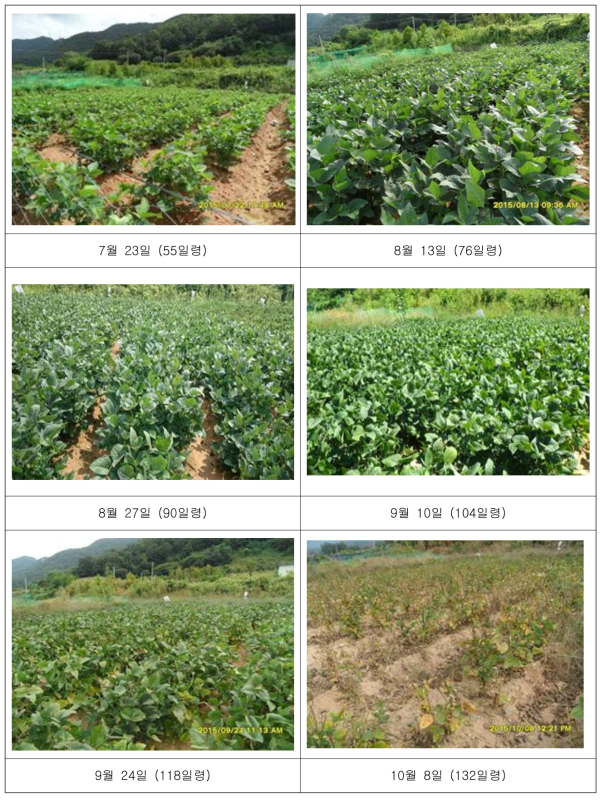 2015년도 시기별 GH 콩잎 대량 재배 현장.