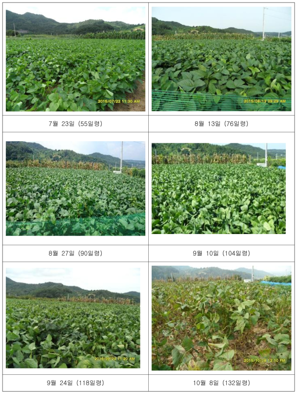 2015년도 시기별 BB 콩잎 대량 재배 현장.