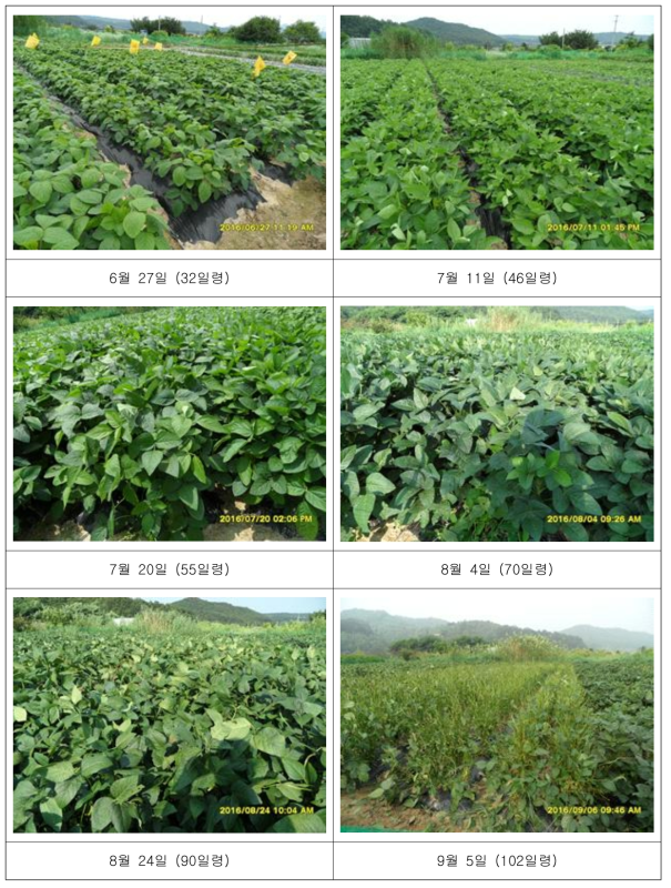 2016년도 시기별 GH 콩잎 대량 재배 현장.
