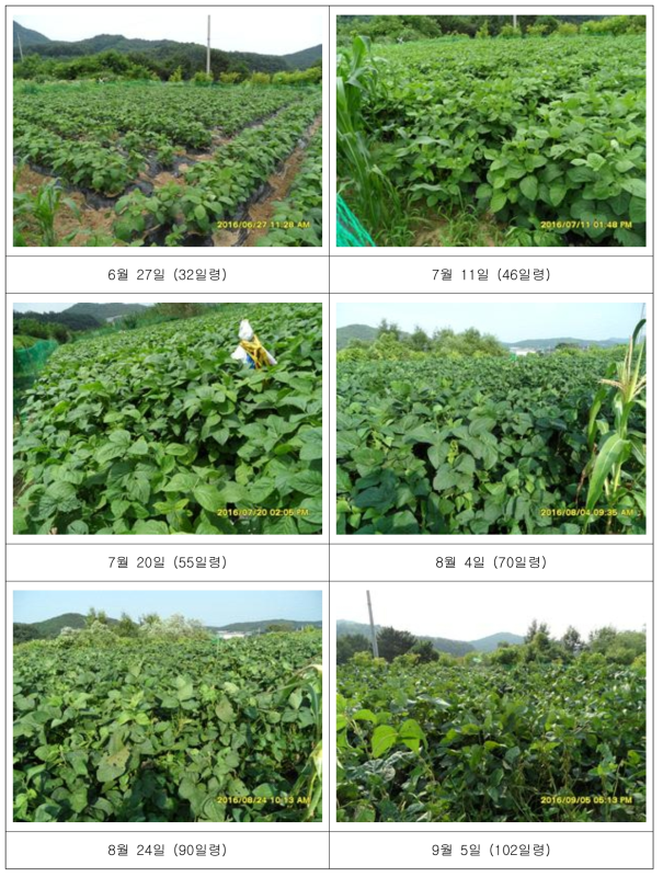 2016년도 시기별 BB 콩잎 대량 재배 현장.
