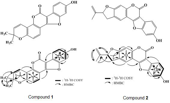 Chemical structures and 1H-1H COSY and HMBC correlation of compounds 1 and 2.