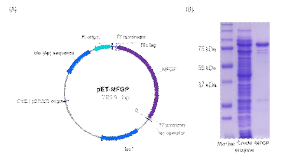 Vector map of pET-MFGP(A) and SDS-PAGE of recombinant MFGP