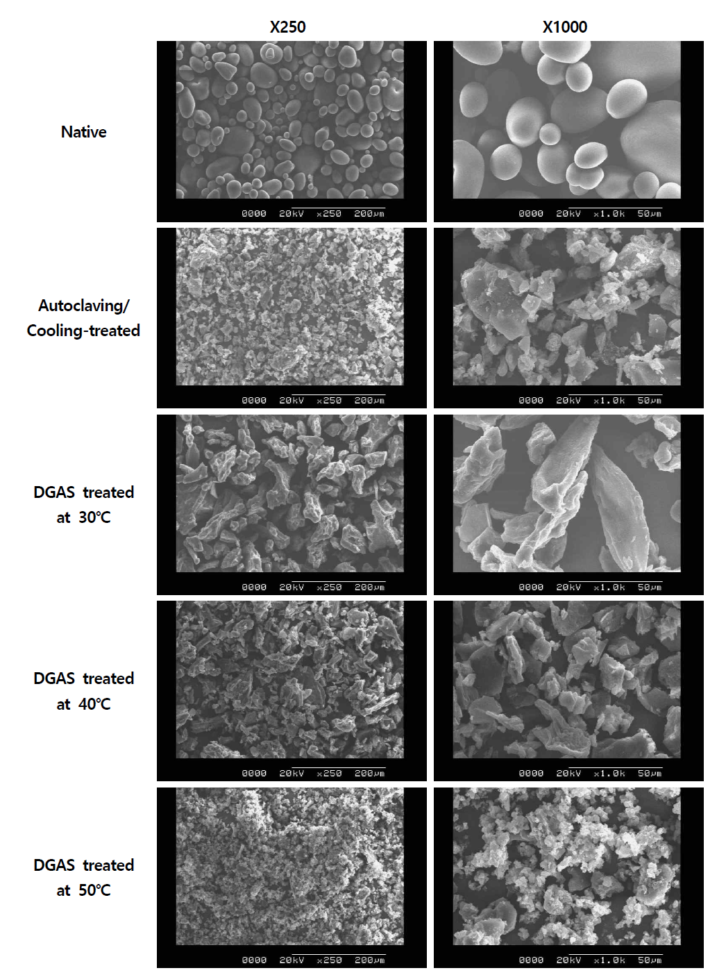 Scanning electron microscope micrographs of native, autoclaving/cooling-treated, DGAS-treated potato starches.
