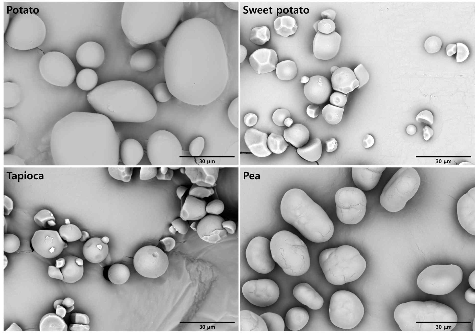 SEM images of native starches obtained from root/tuber