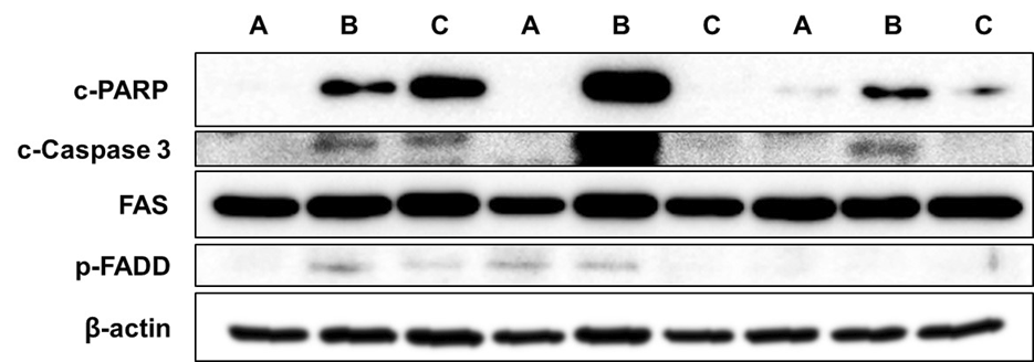 Colon 조직 단백질의 Western blot.