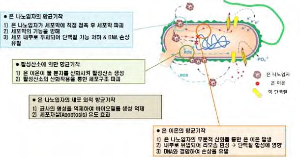 은 나노입자의 항균성 발현 메커니즘