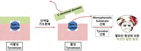 Tyrosinase에 의한 버섯의 갈변 현상