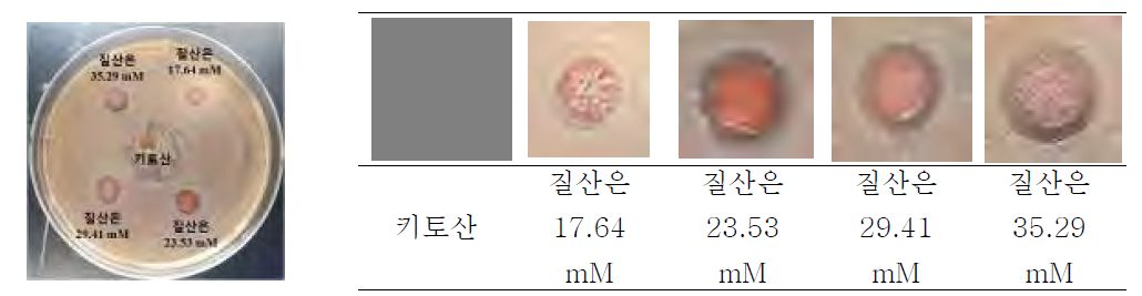 은 나노입자를 함유한 복합물질의 E. coli에 대한 Inhibition zone 평가