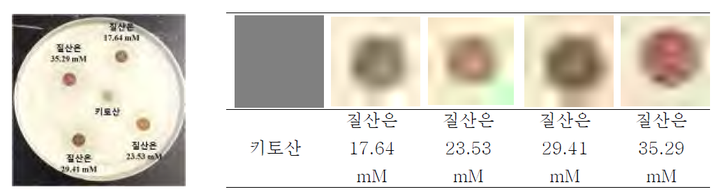 은 나노입자를 함유한 복합물질의 S. aureus에 대한 Inhibition zone 평가