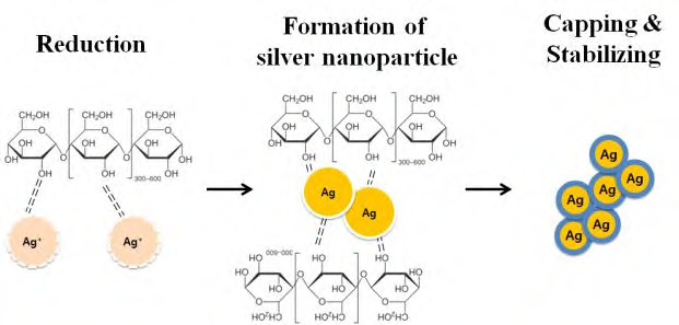 전분의 은 나노입자 환원 및 Capping, Stabilizing 메커니즘