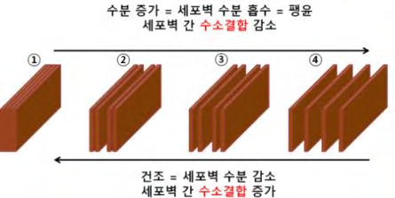 세포벽의 팽윤 및 건조 모델