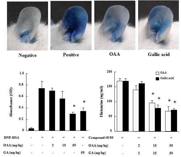 피부 알레르기 mouse 귀 사진 및 histamine 유리 측정 결과