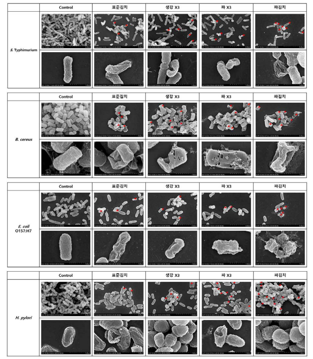 김치 항균활성 기작 검증을 위한 Scanning electron microscope (SEM) 분석