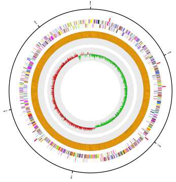 Lactobacillus brevis D7 의 원형 유전체 지도