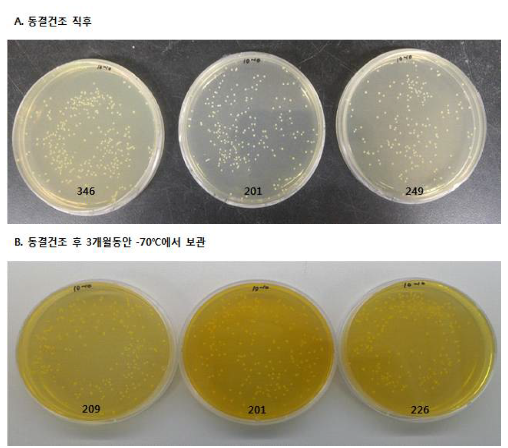 L. plantarum DSR M2 균 10-10의 희석액을 각각 0.1 ml씩 MRS agar에 도말하여 37℃에서 24시간 배양