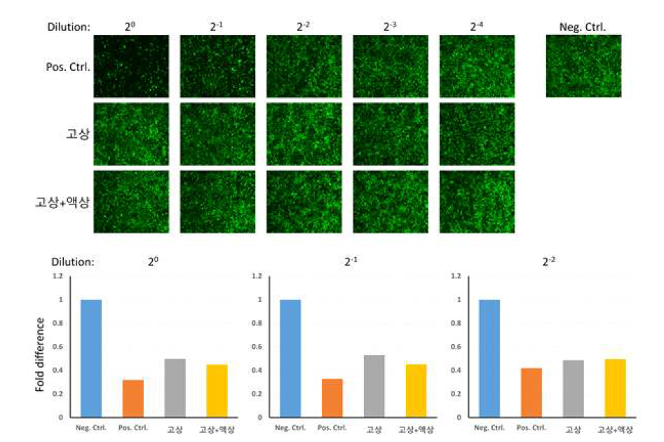 녹색형광단백질의 발현을 통한 항바이러스 효능평가 결과