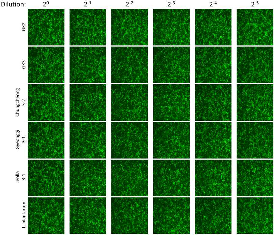 녹색형광단백질의 발현을 통한 항바이러스 효능평가 결과(형광현미경)