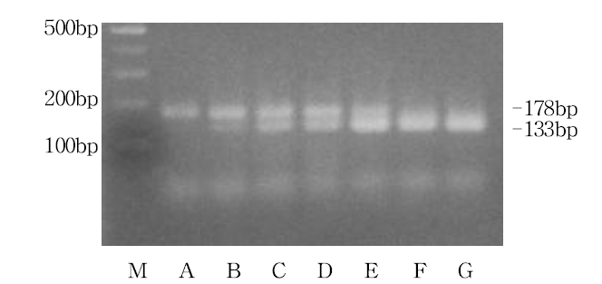 양봉꿀과 토종꿀이 혼합된 벌꿀에 대해 C-6F와 C-5R의 토종꿀 특이 primer와 M5F와 M5R의 양봉꿀 특이 primer을 사용한 PCR 반응. M: 100bp DNA ladder, A: 0%, B: 1%, C: 5%, D: 10%, E: 50%, F: 90%, G: 100%