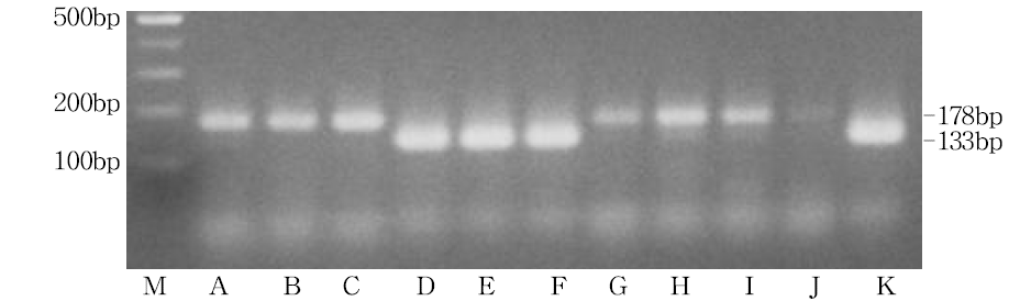 국내에서 수집한 토종꿀과 양봉꿀의 C-6F와 C-5R의 토종꿀 특이 primer와 M5F와 M5R의 양봉꿀 특이 primer을 사용한 PCR 반응. M: 100bp DNA ladder, A-J: 토종꿀 K: 양봉꿀