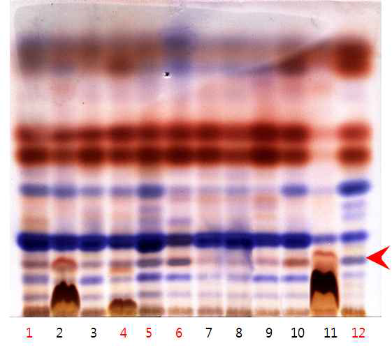 DNPH derivative analysis with TLC