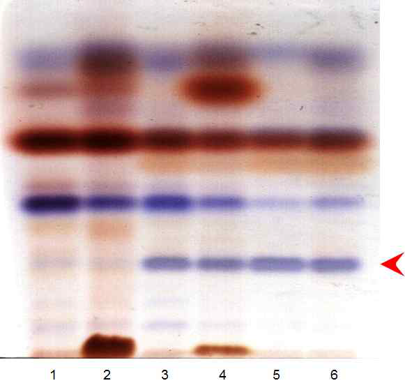 Analysis of feeding honey