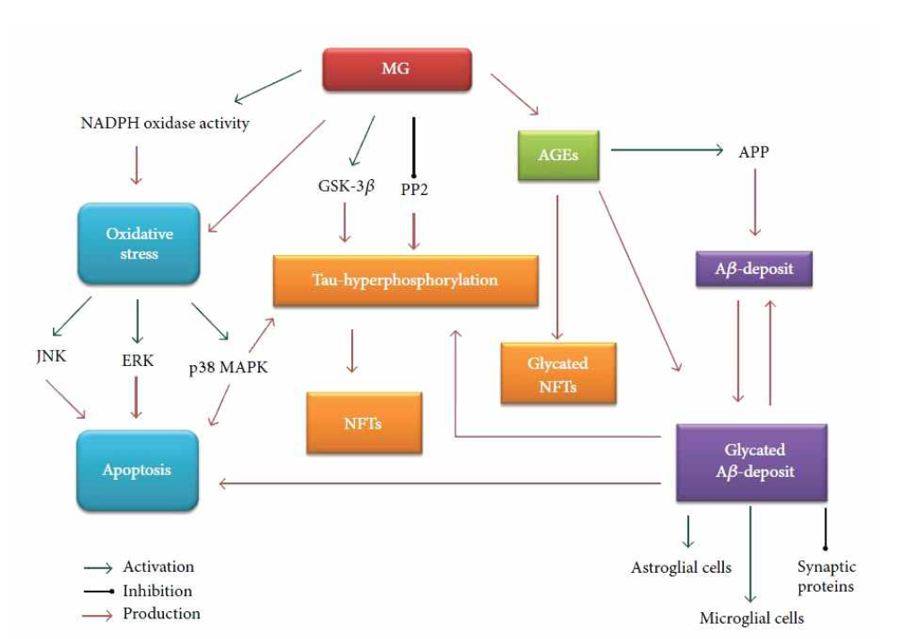 Role of MG and MG-derived AGEs in AD.