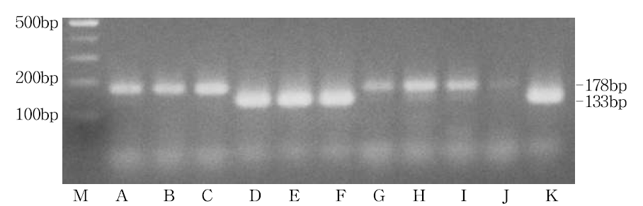 국내에서 수집한 토종꿀과 양봉꿀의 C-6F와 C-5R의 토종꿀 특이 primer와 M5F와 M5R의 양봉꿀 특이 primer을 사용한 PCR 반응의 agarose 전기영동. M: 100bp DNA ladder, A-J: 토종꿀 K: 양봉꿀