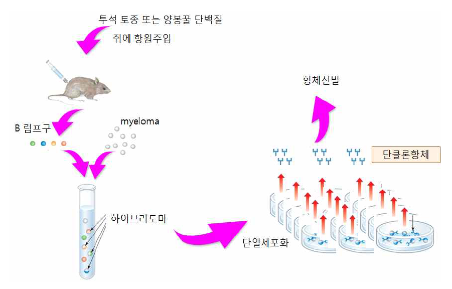 단클론 항체 제작과정