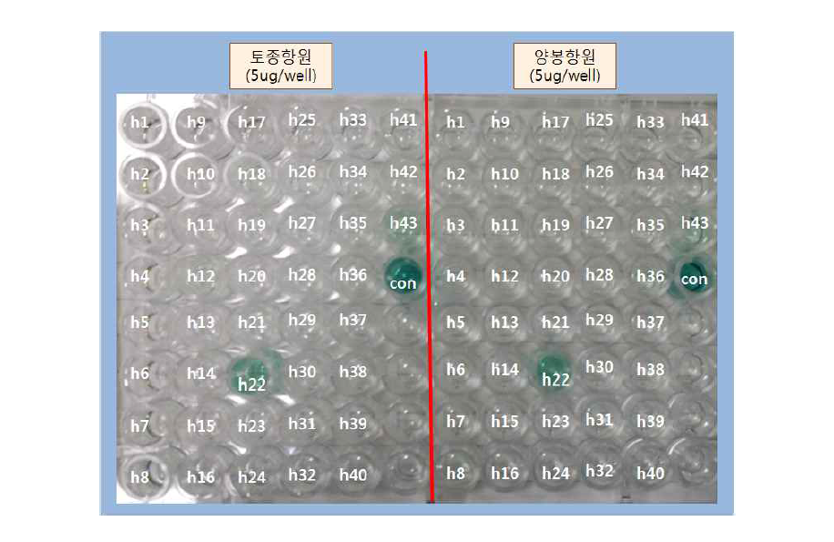 항체 생성 하이브리도마 선별을 위한 ELISA 예시