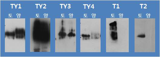 각 항체가 인식하는 벌꿀 단백질 패턴