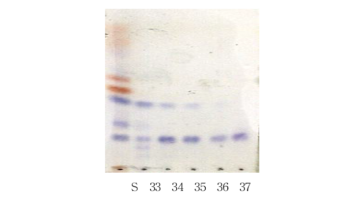 HPLC fraction의 TLC에 의한 확인