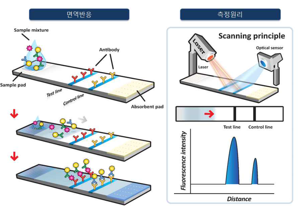 제 1협동기관 카트리지에 적용될 면역반응 및 측정원리