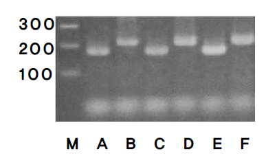 DNA 추출 방법이 PCR에 의한 토종꿀과 잡화꿀의 판별에 미치는 효과