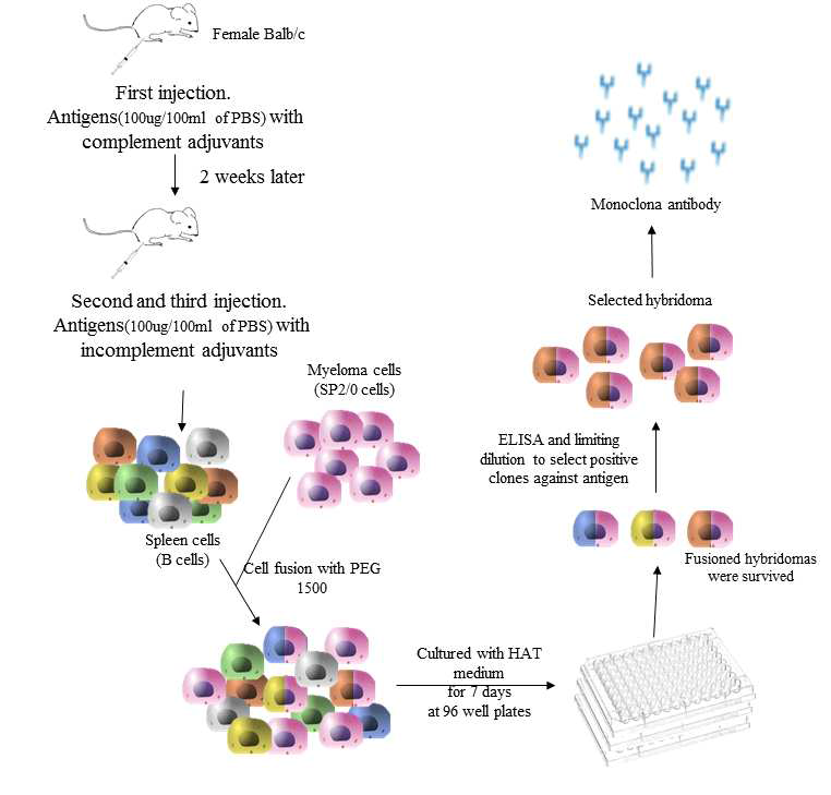 단일클론항체 제작 과정
