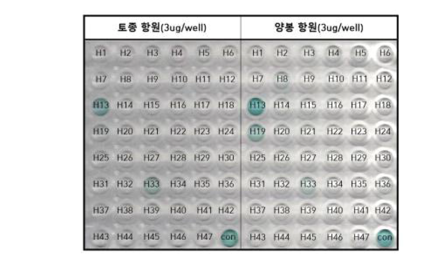 토종꿀과 양봉꿀 공통인식 항체 생산 하이브리도마 선발 1