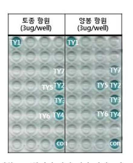 토종꿀과 양봉꿀 공통인식 항체 생산 하이브리도마 선발 2