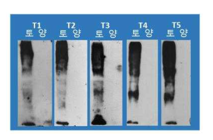 각 항체를 이용한 immuno-blotting 결과 : T