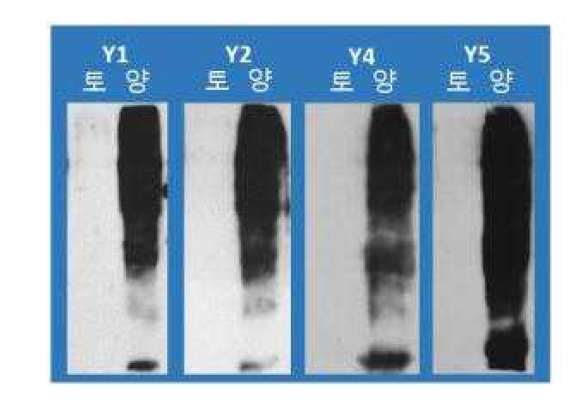 각 항체를 이용한 immuno-blotting 결과 : Y